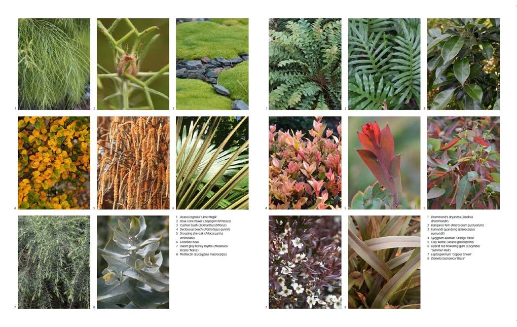 Native - Art and Design with Australian Native Plants - Ensemble Studios