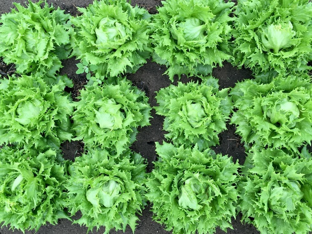 Transition Farm Organic/Byo-dynamic Seeds - Lettuce 'Pandero' - Ensemble Studios
