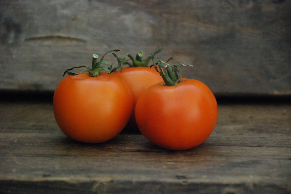 Transition Farms Organic/Byo-dynamic Seeds - Tomato 'Jaune Flamme' - Solanum lycopersicum - Ensemble Studios