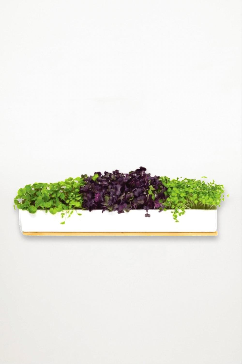 Urban Greens | Microgreens Windowsill Growing Kit - Ensemble Studios