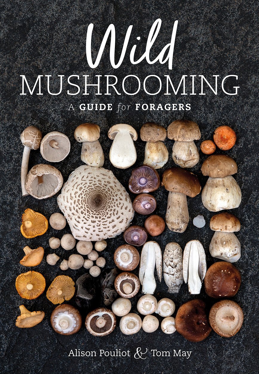 Wild Mushrooming - Guide to foragers - Ensemble Studios